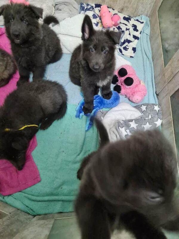Rare Blue & Isabella German shepherd puppies - Image 2 of 5