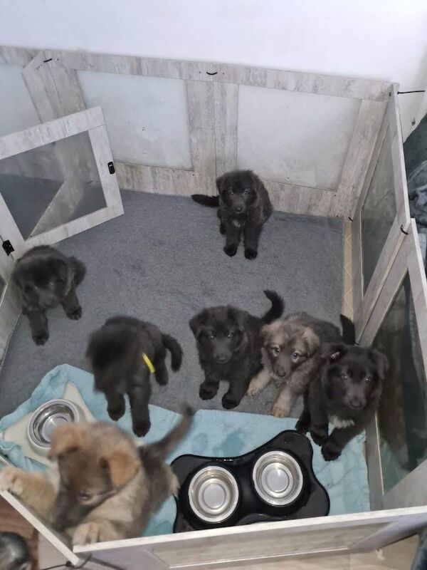 Rare Blue & Isabella German shepherd puppies - Image 3 of 5