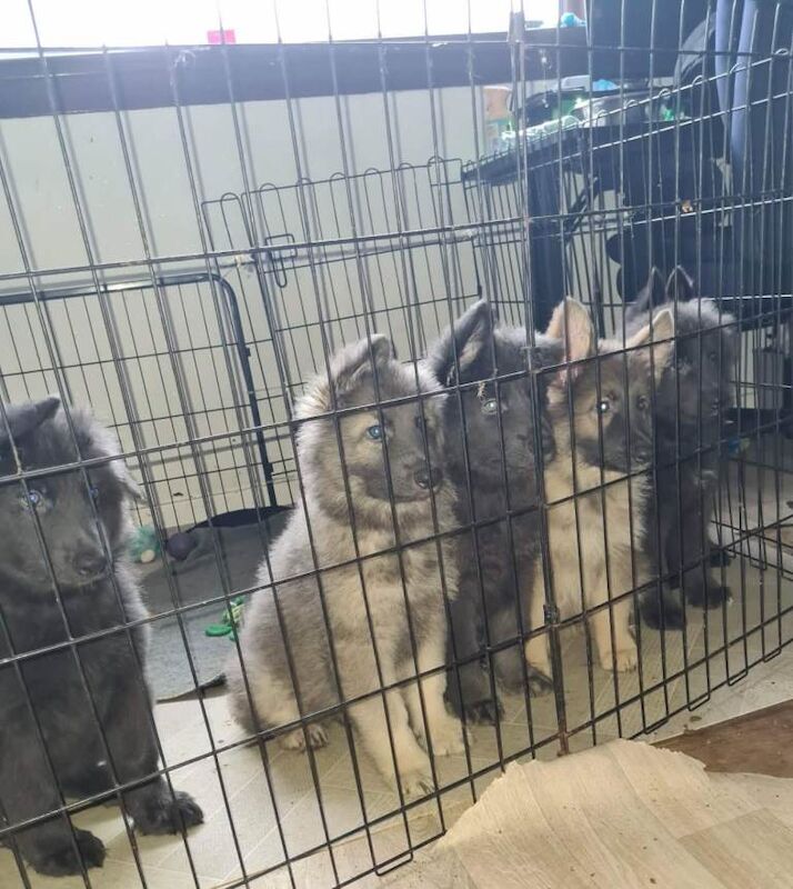 Rare Blue & Isabella German shepherd puppies