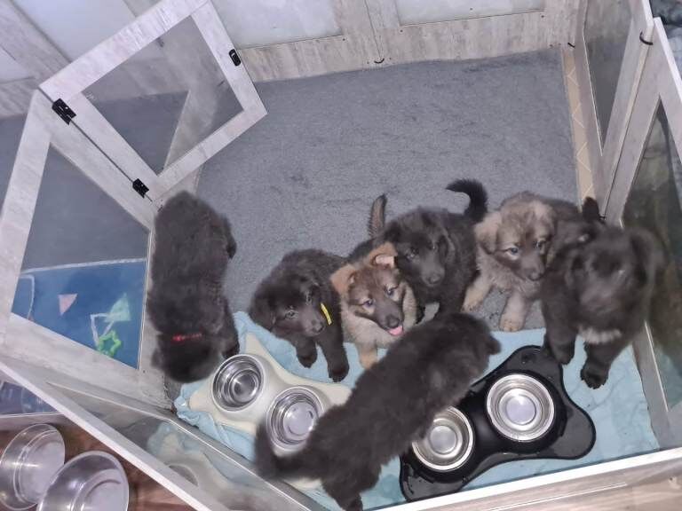Rare Blue & Isabella German shepherd puppies - Image 4 of 5