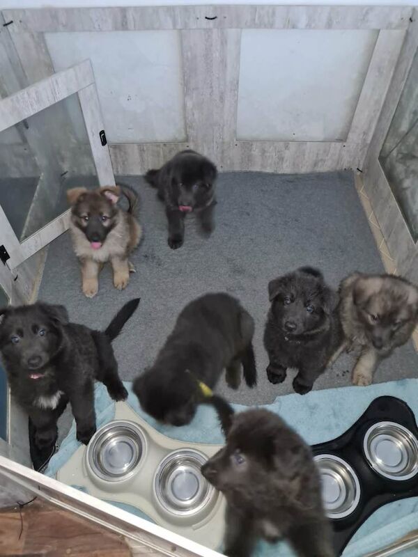 Rare Blue & Isabella German shepherd puppies - Image 5 of 5