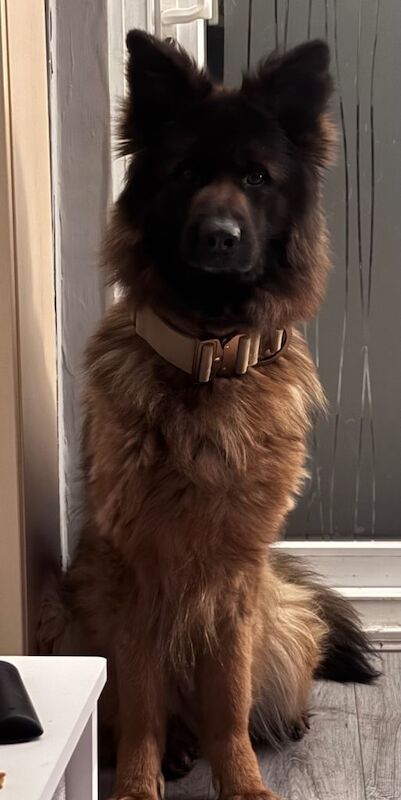 Reactive female GSD looking for new home
