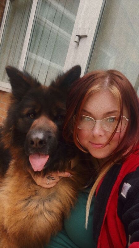 Reactive female GSD looking for new home - Image 2 of 4