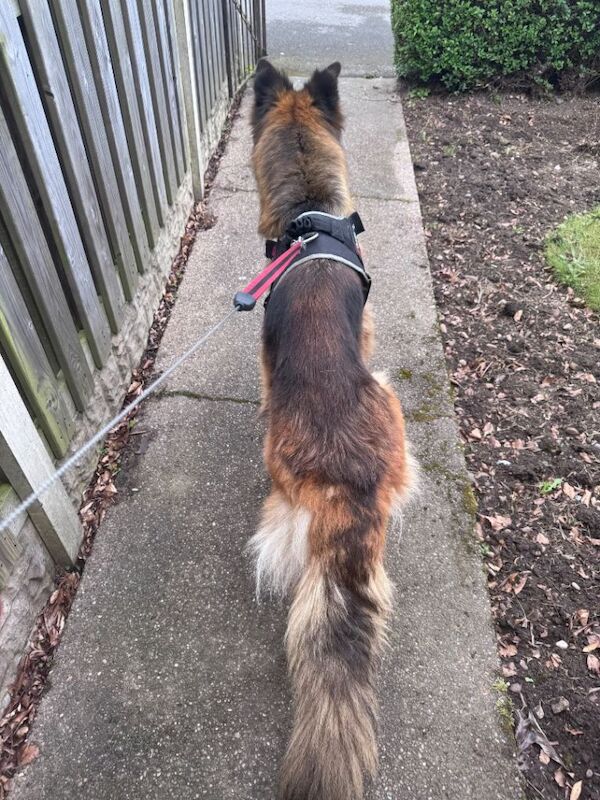 Reactive female GSD looking for new home - Image 4 of 4