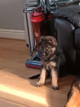 German Shepherd puppies for sale in Manchester, Greater Manchester – 1 year old - Image 2 of 5