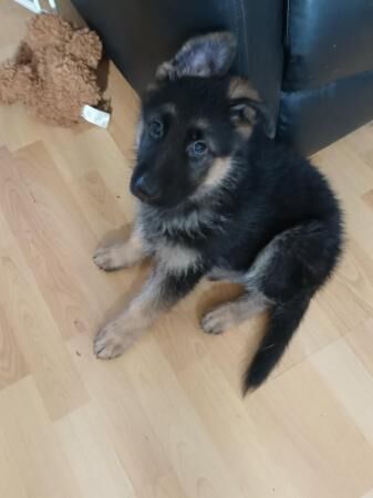 German Shepherd puppies for sale in Manchester, Greater Manchester – 1 year old - Image 3 of 5