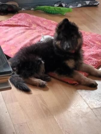 German Shepherd puppies for sale in Manchester, Greater Manchester – 1 year old - Image 4 of 5