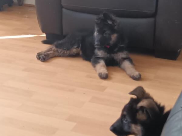 German Shepherd puppies for sale in Manchester, Greater Manchester – 1 year old - Image 5 of 5