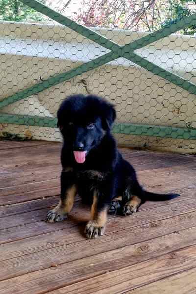 READY NOW CHUNKY German shepherd puppies for sale in Manchester, Greater Manchester - Image 1