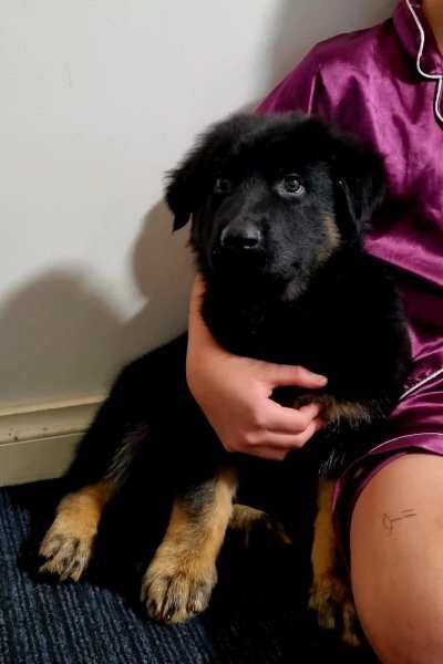 READY NOW CHUNKY German shepherd puppies for sale in Manchester, Greater Manchester | Image 2