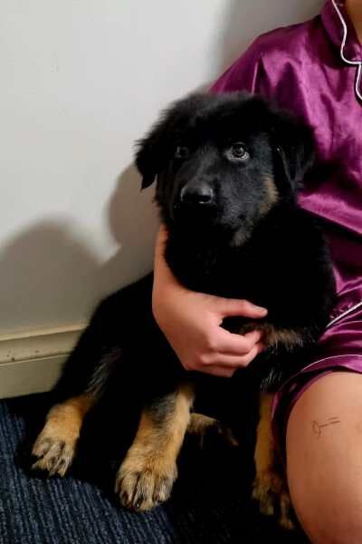 READY NOW CHUNKY German shepherd puppies for sale in Manchester, Greater Manchester - Image 2
