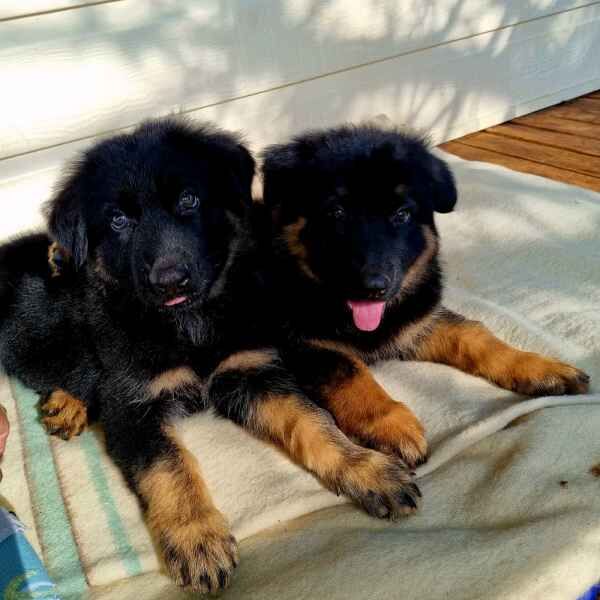 READY NOW CHUNKY German shepherd puppies for sale in Manchester, Greater Manchester - Image 3