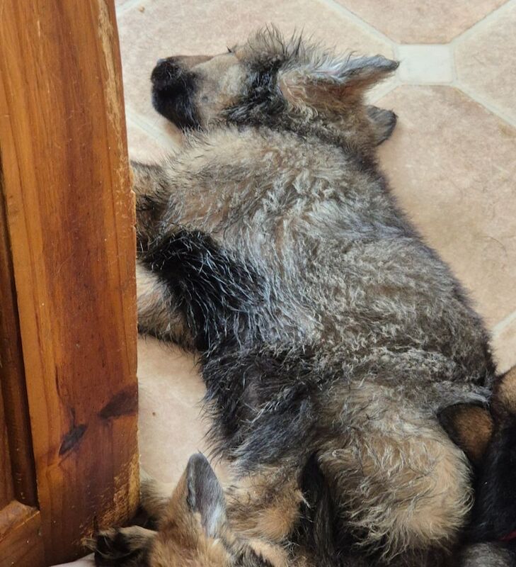 German Shepherd puppies for sale in Plymouth, Devon – 8 weeks old