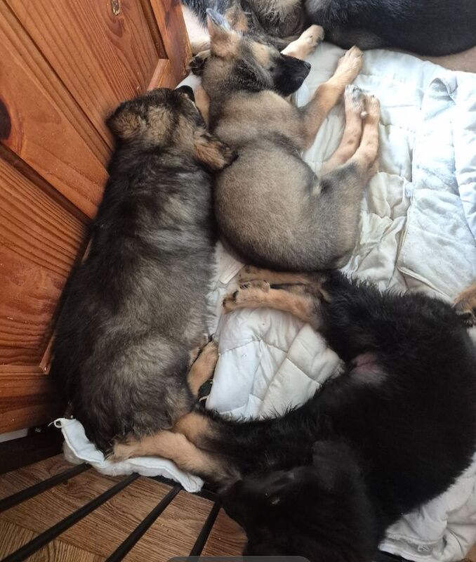 German Shepherd puppies for sale in Plymouth, Devon – 11 weeks old - Image 2 of 15