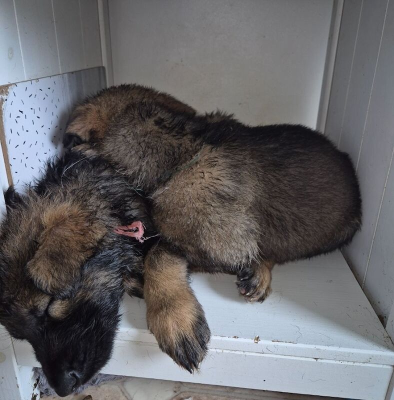 German Shepherd puppies for sale in Plymouth, Devon – 11 weeks old - Image 3 of 15