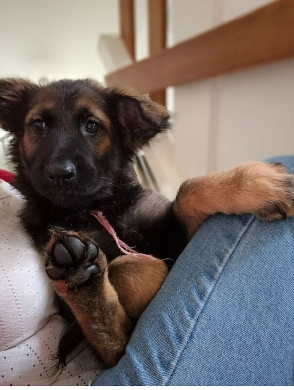 German Shepherd puppies for sale in Plymouth, Devon – 11 weeks old - Image 4 of 15