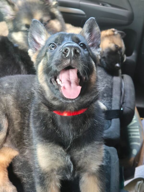 German Shepherd puppies for sale in Plymouth, Devon – 11 weeks old - Image 5 of 15