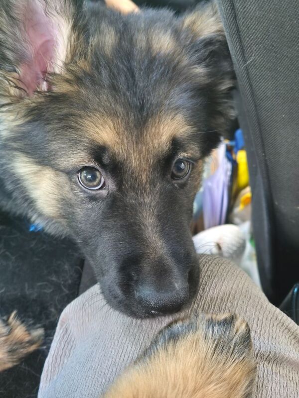 German Shepherd puppies for sale in Plymouth, Devon – 11 weeks old - Image 6 of 15