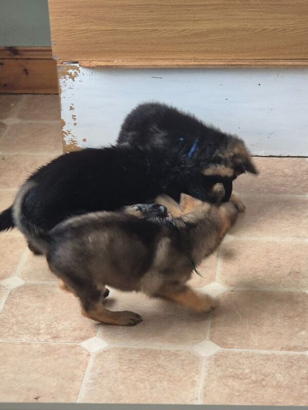 German Shepherd puppies for sale in Plymouth, Devon – 11 weeks old - Image 7 of 15