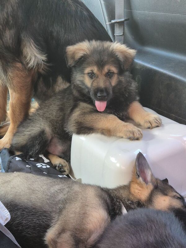 German Shepherd puppies for sale in Plymouth, Devon – 11 weeks old - Image 8 of 15