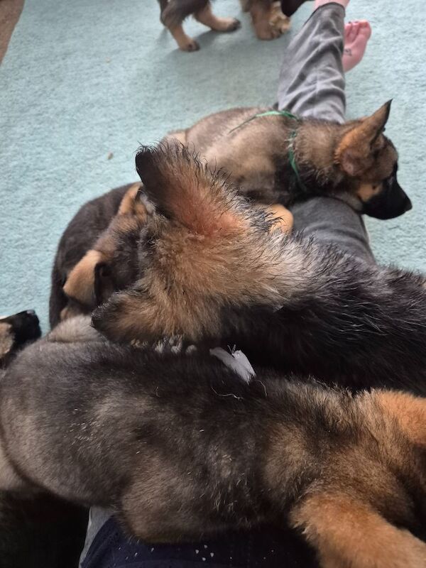German Shepherd puppies for sale in Plymouth, Devon – 11 weeks old - Image 9 of 15