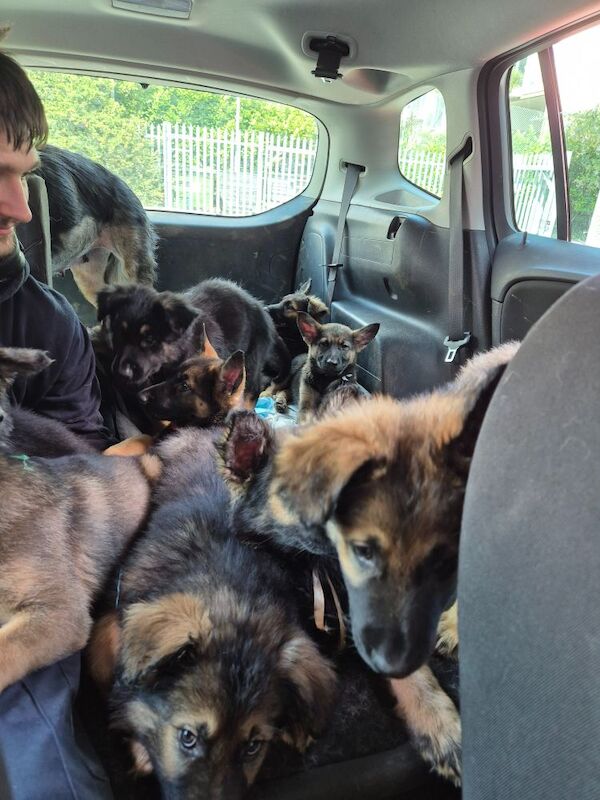 German Shepherd puppies for sale in Plymouth, Devon – 11 weeks old - Image 10 of 15