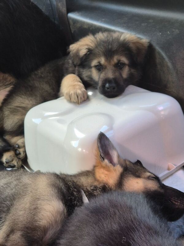 German Shepherd puppies for sale in Plymouth, Devon – 11 weeks old - Image 11 of 15