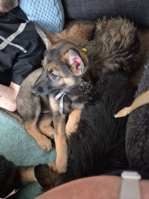 German Shepherd puppies for sale in Plymouth, Devon – 11 weeks old - Image 12 of 15