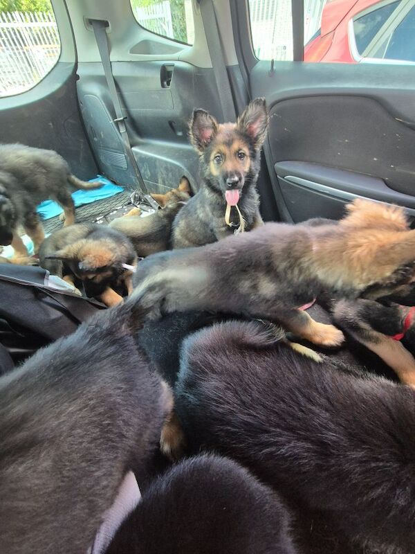 German Shepherd puppies for sale in Plymouth, Devon – 11 weeks old - Image 13 of 15
