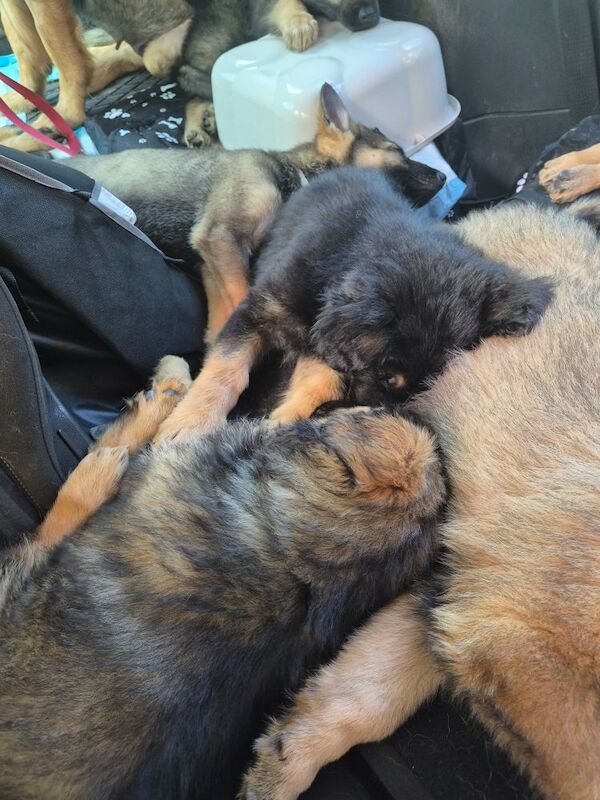 German Shepherd puppies for sale in Plymouth, Devon – 11 weeks old - Image 14 of 15