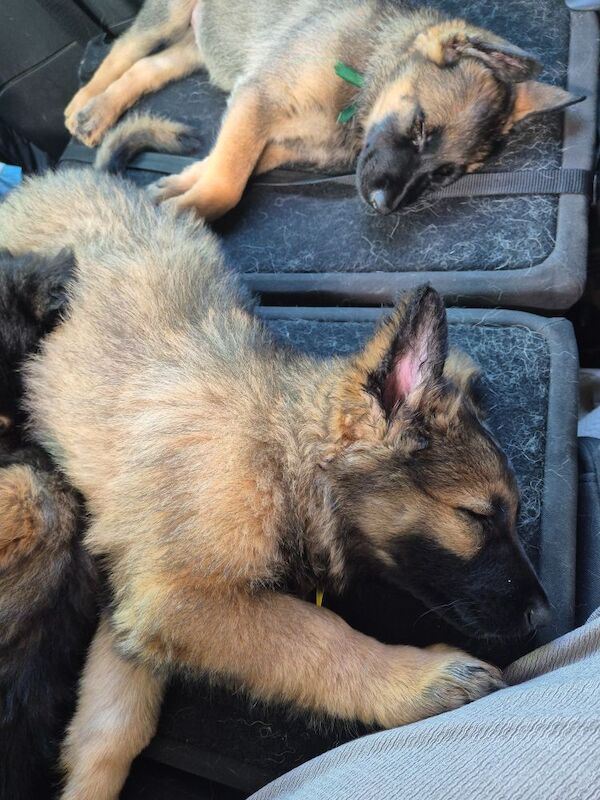 German Shepherd puppies for sale in Plymouth, Devon – 11 weeks old - Image 15 of 15