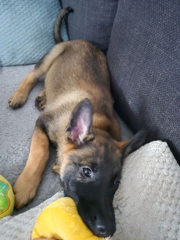 Black & Tan German Shepherd puppies for sale in Plymouth, Devon – 11 weeks old