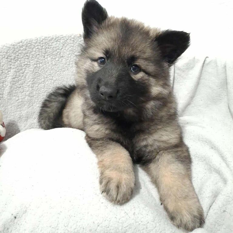 German Shepherd puppies for sale in Gnosall, Staffordshire – 8 weeks old