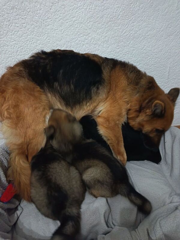 *Ready Now* German Shepherd Pups - Image 2 of 4