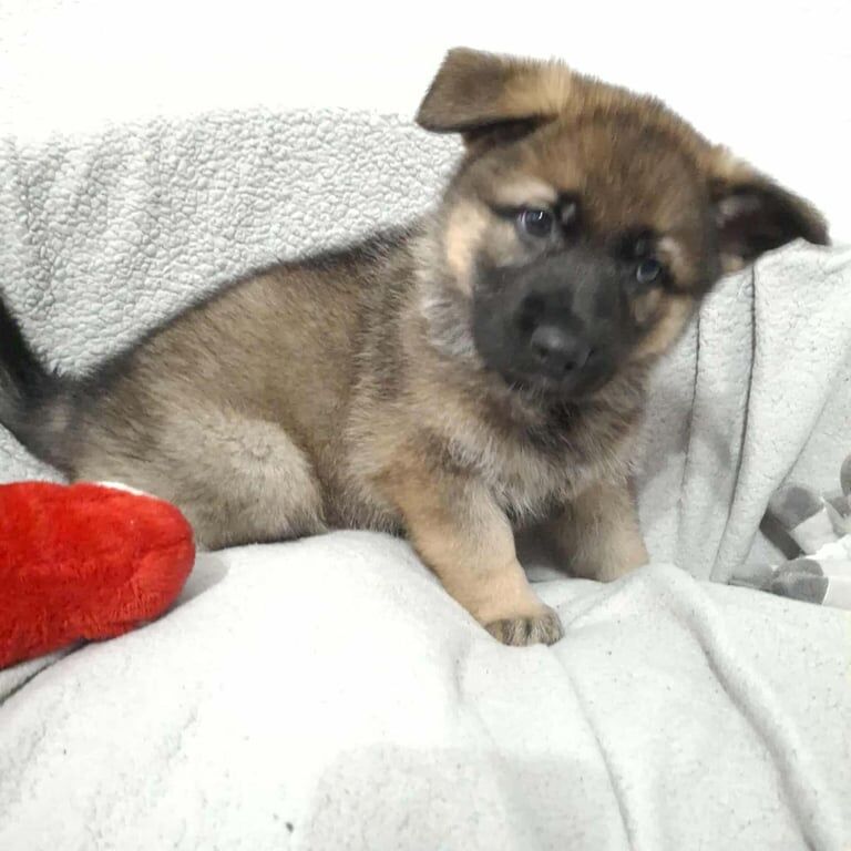 *Ready Now* German Shepherd Pups - Image 3 of 4