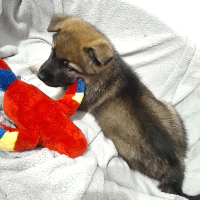 *Ready Now* German Shepherd Pups - Image 4 of 4