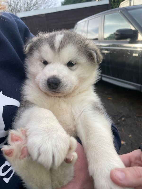 German Shepherd Puppies For Sale Under £1,000