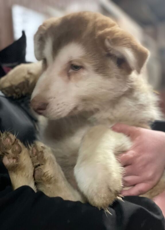 German Shepherd puppies for sale in Dunfermline, Fife – 9 weeks old - Image 2 of 3