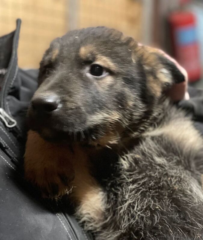 German Shepherd puppies for sale in Dunfermline, Fife – 9 weeks old - Image 3 of 3