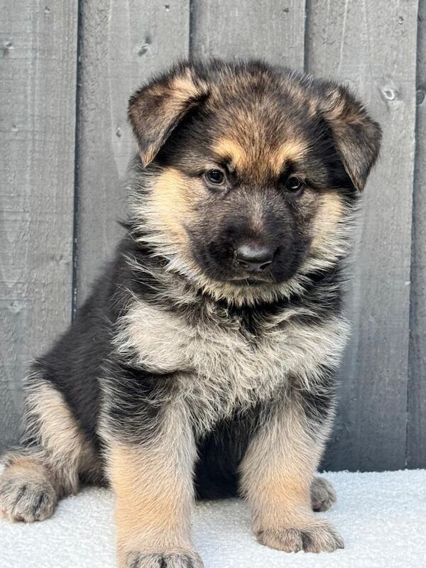 Ready now straight backed gsd puppies