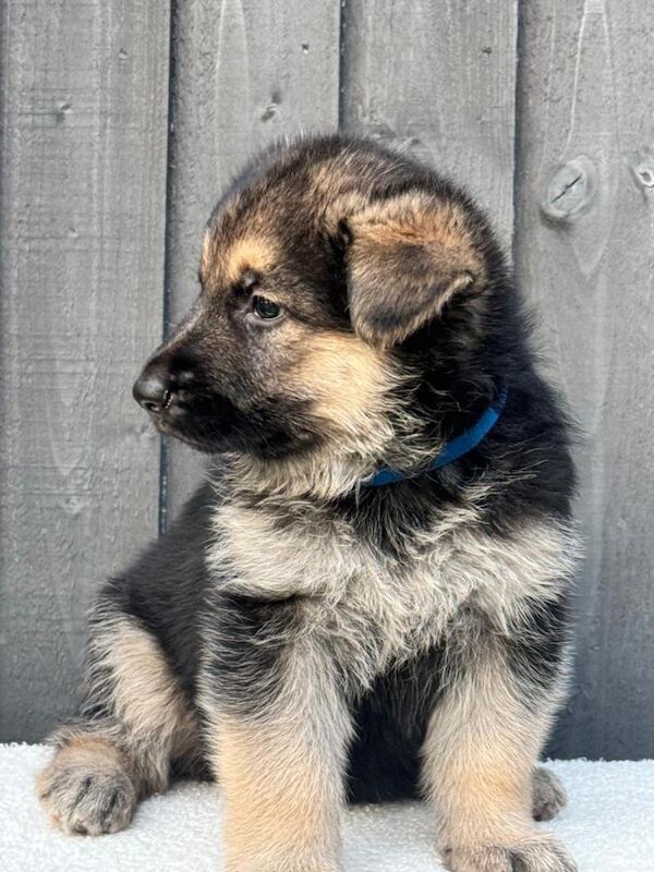 Ready now straight backed gsd puppies - Image 2 of 3