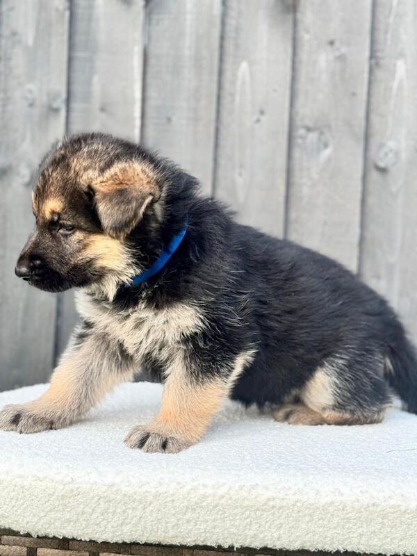 Ready now straight backed gsd puppies - Image 3 of 3