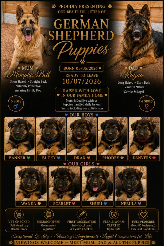 READY NOW – Stunning Full Pedigree German Shepherd Puppies