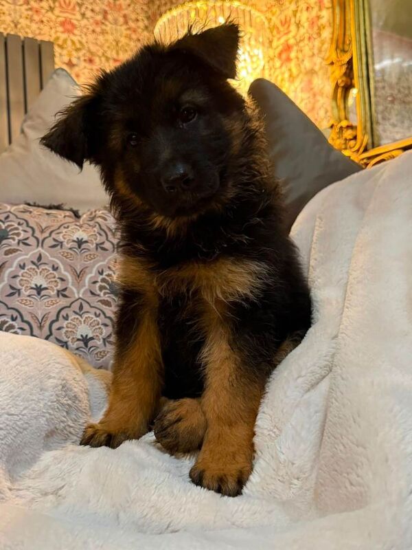 READY NOW – Stunning Full Pedigree German Shepherd Puppies - Image 2 of 5