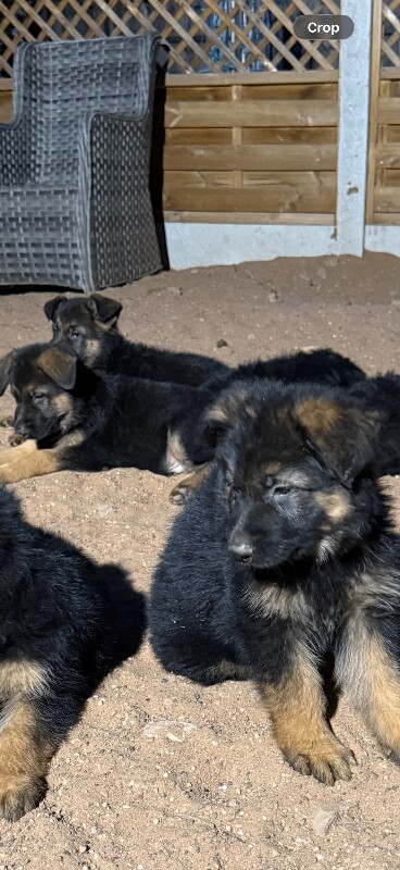 READY NOW – Stunning Full Pedigree German Shepherd Puppies - Image 3 of 5