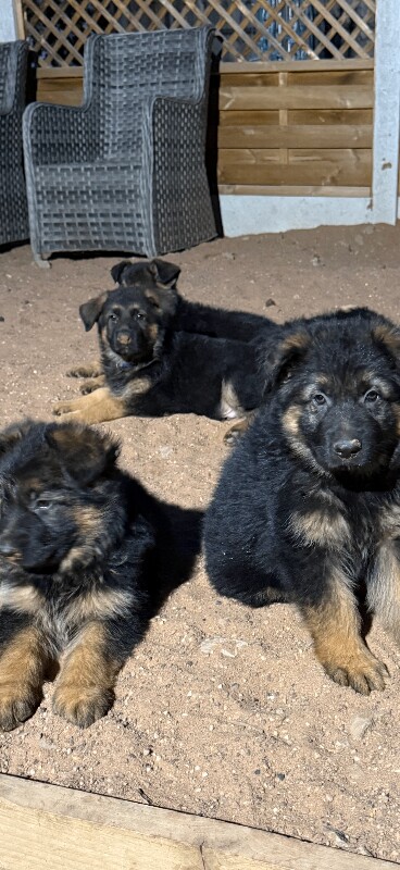 READY NOW – Stunning Full Pedigree German Shepherd Puppies - Image 4 of 5