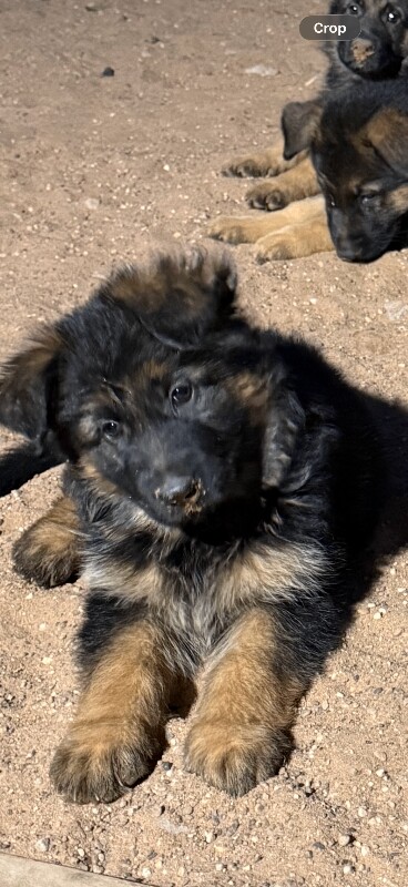 READY NOW – Stunning Full Pedigree German Shepherd Puppies - Image 5 of 5