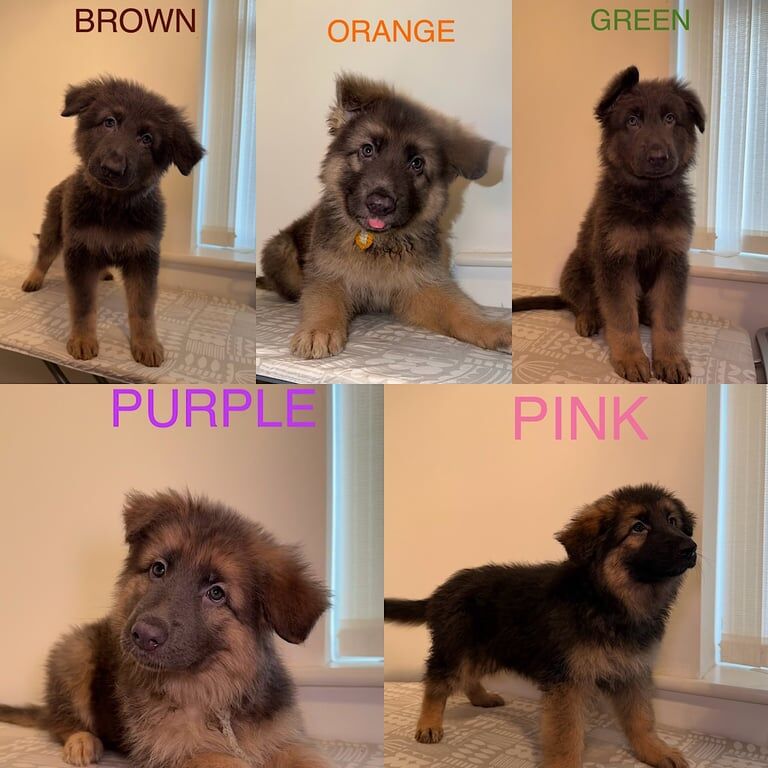 German Shepherd puppies for sale in Arnold, Nottinghamshire – KC registered, 11 weeks old