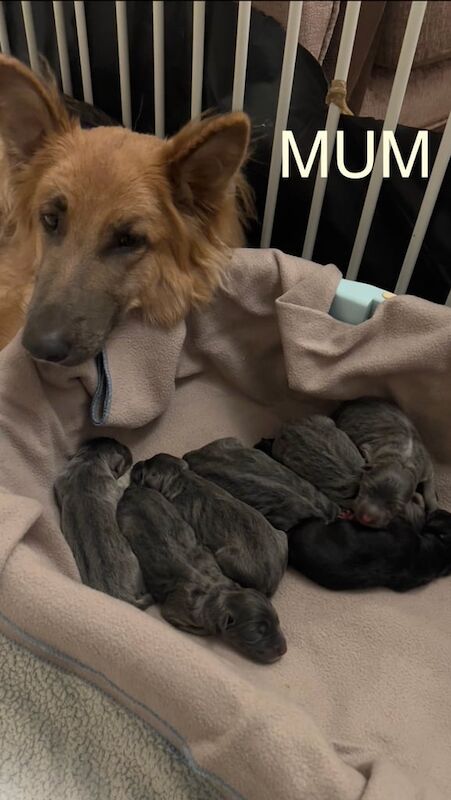 *ready* rare blue/black kc reg gsd pups - Image 2 of 4