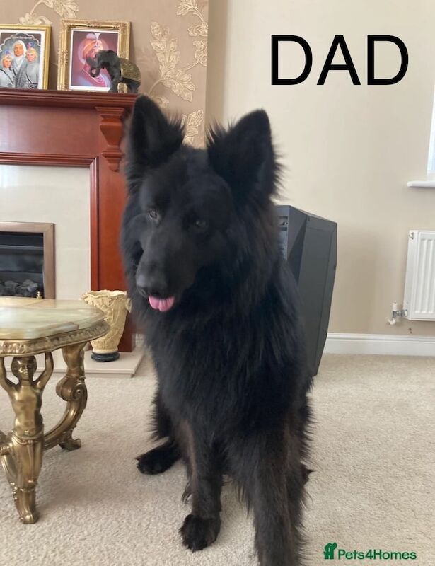 *ready* rare blue/black kc reg gsd pups - Image 3 of 4